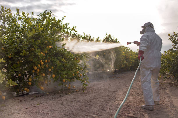 Best Insect Control  in Gulfport, FL
